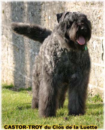 bouvier des flandres du clos de la luette - copyright déposé